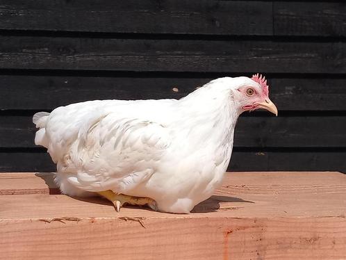 broedeieren en kuikens leghorn, Dieren en Toebehoren, Pluimvee, Kip, Geslacht onbekend