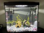 Aquarium ongeveer 60L, Dieren en Toebehoren, Vissen | Aquaria en Toebehoren, Ophalen of Verzenden, Gebruikt, Overige typen