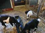 Jonge dwerggeitjes, Dieren en Toebehoren, Schapen, Geiten en Varkens, Meerdere dieren, Schaap