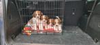 Kooiker puppys met FCI stamboom, Dieren en Toebehoren, Honden | Retrievers, Spaniëls en Waterhonden, CDV (hondenziekte), Overige rassen