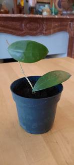 Stekje van de Hoya carnosa, Ophalen, Overige soorten, Minder dan 100 cm