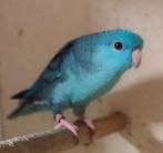 catharina parkieten  bewezen koppel, Meerdere dieren, Parkiet, Geringd