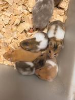 Leuke goudhamsters, Dieren en Toebehoren, Knaagdieren, Oktober, Meerdere dieren, Hamster