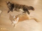 Russische Maine Coon kittens  met stamboom, Dieren en Toebehoren, Katten en Kittens | Raskatten | Langhaar, Meerdere dieren, Gechipt