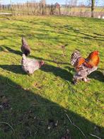 Broedeieren brahma x bleu de landes, Dieren en Toebehoren, Geslacht onbekend, Kip