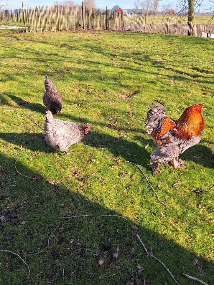 Broedeieren brahma x bleu de landes, Dieren en Toebehoren, Pluimvee, Kip, Geslacht onbekend