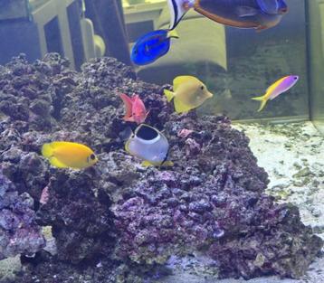 Chaetodon Ephippium 75 euro (Saddle butterflyfish) beschikbaar voor biedingen