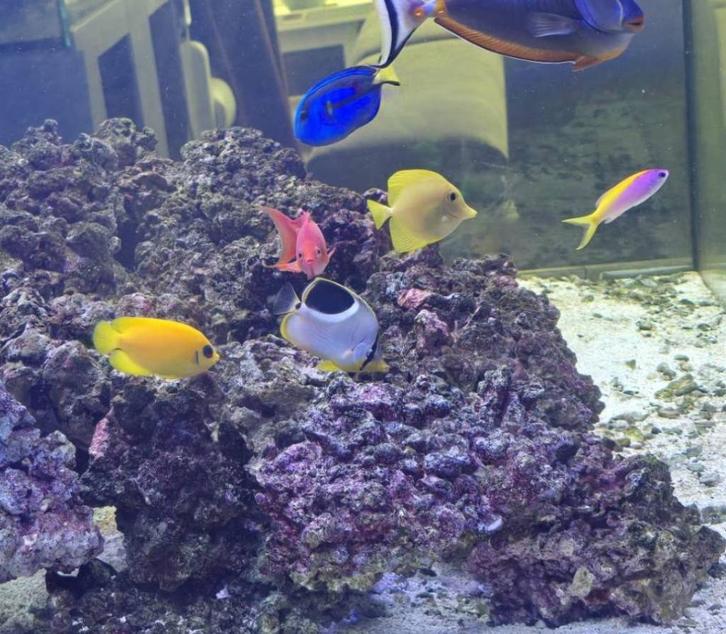Chaetodon Ephippium 75 euro (Saddle butterflyfish), Dieren en Toebehoren, Vissen | Aquaria en Toebehoren, Zo goed als nieuw, Overige typen