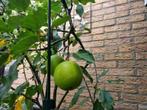 Appelboom (Elstar?) en perenboom (Conference), Tuin en Terras, Planten | Bomen, Overige soorten, 100 tot 250 cm, Zomer, Ophalen