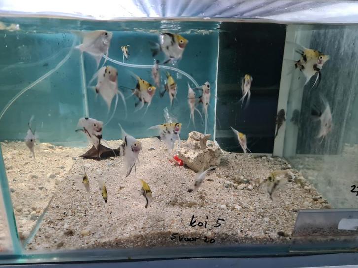 Koi Maanvissen, Pterophyllum Scalare koi, Dieren en Toebehoren, Vissen | Aquariumvissen, Zoetwatervis, Vis