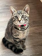 Tabby Kittens, Poes, Ontwormd, 0 tot 2 jaar