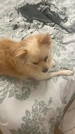 Een superleuke hond, Overige rassen, 1 tot 2 jaar, Teef, Eén hond