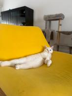 Kat speelende katter, Dieren en Toebehoren, Katten en Kittens | Overige Katten, Kater, Kortharig, 0 tot 2 jaar