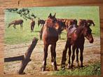 Dieren - Paarden, Verzamelen, Ansichtkaarten | Dieren, Ophalen of Verzenden, Ongelopen, Paard