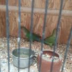 Agapornissen, Dieren en Toebehoren, Vogels | Overige Vogels, Geslacht onbekend, Tam