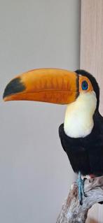 Opgezette reuzentoekan, Verzamelen, Dierenverzamelingen, Ophalen of Verzenden, Zo goed als nieuw, Opgezet dier