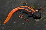 Tylototriton. Krokodilsalamander. GEZOCHT! Shanjing, Dieren en Toebehoren, Reptielen en Amfibieën | Toebehoren, Ophalen