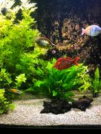 Aquarium met verwarming kersenkleur, Dieren en Toebehoren, Ophalen