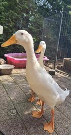 Super lief loopeenden koppel. Indische loopeenden., Dieren en Toebehoren, Pluimvee, Meerdere dieren, Eend