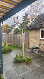 Dakplataan - Stamhoogte 200cm 2stuks, Tuin en Terras, Volle zon, Vaste plant, Bloeit niet, Ophalen