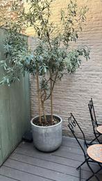 2 Grote olijfbomen met pot ophalen in Den Haag, Tuin en Terras, Planten | Bomen, Ophalen of Verzenden, Volle zon, Olijfboom, 100 tot 250 cm