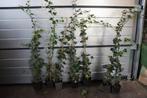 Hedera hibernica klimop, Tuin en Terras, Planten | Struiken en Hagen, Ophalen, Overige soorten, 100 tot 250 cm