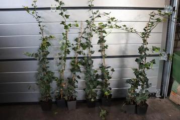 Hedera hibernica klimop  beschikbaar voor biedingen