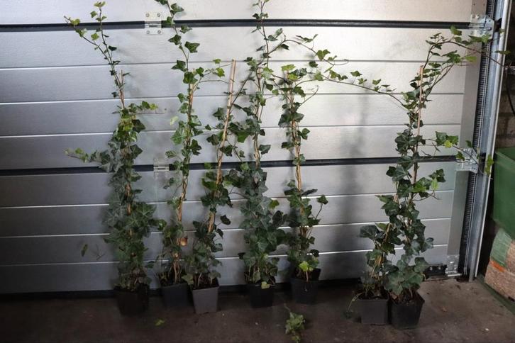 Hedera hibernica klimop, Tuin en Terras, Planten | Struiken en Hagen, Overige soorten, 100 tot 250 cm, Ophalen