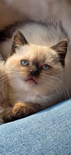 Britse korthaar kittens, Meerdere dieren, Kortharig, 0 tot 2 jaar