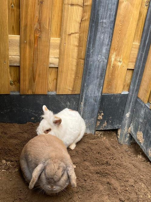 Gratis 2 konijnen met veel toebehoren en spullen, Dieren en Toebehoren, Konijnen, Meerdere dieren