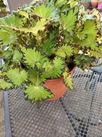 Begonia, Tuin en Terras, Vaste plant, Bloeit niet, Halfschaduw, Ophalen