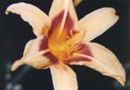daglelies, Tuin en Terras, Planten | Tuinplanten, Ophalen of Verzenden, Zomer, Overige soorten, Volle zon