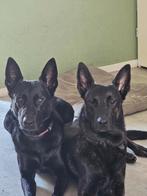 Hollandse/mechelse herder ( rechts op foto), Dieren en Toebehoren, Honden | Herdershonden en Veedrijvers, Reu, 1 tot 2 jaar, Eén hond