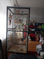 Agapornis kweek stel, Meerdere dieren, Dwergpapegaai of Agapornis