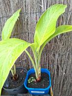 Ensete giletii (zeldzaam)!, Ophalen of Verzenden, Zomer, Overige soorten