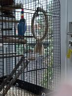 Parkiet (gratis), Dieren en Toebehoren, Vogels | Parkieten en Papegaaien, Mannelijk, Parkiet