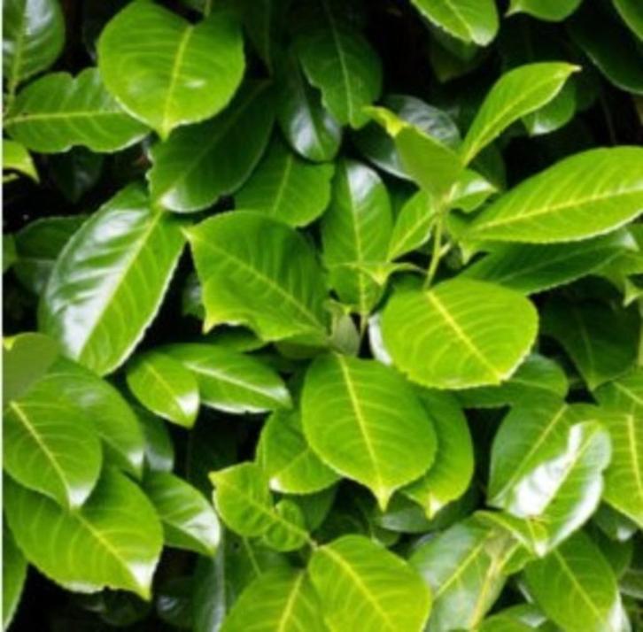 Laurierhaag - Prunus Novita in alle hoogtes leverbaar, Tuin en Terras, Planten | Struiken en Hagen, Haag, Laurier, 100 tot 250 cm