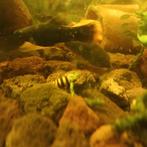 Helena slakken, Dieren en Toebehoren, Vissen | Aquariumvissen