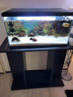 Ik verkoop  mijn aquarium met alles erin ., Dieren en Toebehoren, Vissen | Aquaria en Toebehoren, Ophalen, Zo goed als nieuw