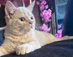 Perzische sphynx 3/4 kater creme, Dieren en Toebehoren, Kater