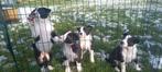 Border Collie Pups (ISDS), HCC (leverziekte), 8 tot 15 weken, Collie, Meerdere