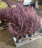 Diverse kamerplanten en tuinplanten, Tuin en Terras, Planten | Tuinplanten, Ophalen of Verzenden, Zomer, Overige soorten, Volle zon