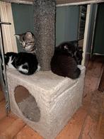 Te koop lieve kittens, Dieren en Toebehoren, Katten en Kittens | Overige Katten, Meerdere dieren, Kortharig, 0 tot 2 jaar