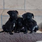 Boerenfox X labradoodle pups / puppies, Dieren en Toebehoren, Rabiës (hondsdolheid), 8 tot 15 weken, Meerdere, Meerdere dieren