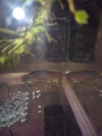 Florida kreeft., Dieren en Toebehoren, Vis