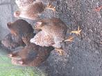 Wyandotte krielhennen, Dieren en Toebehoren, Pluimvee, Mannelijk, Kip