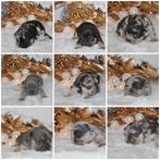 Franse Bulldog pups Lionheart Bloodline België, België, Rabiës (hondsdolheid), 8 tot 15 weken, Bulldog