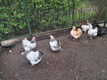 3 Wyandotte hennen schitterende samensteling zalm & columbia beschikbaar voor biedingen