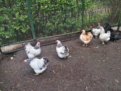 3 Wyandotte hennen schitterende samensteling zalm & columbia, Dieren en Toebehoren, Pluimvee, Kip, Vrouwelijk
