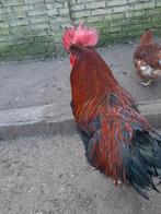 Jonge HAAN, HANEN voor FOKKEN en broed eiren, Mannelijk, Kip